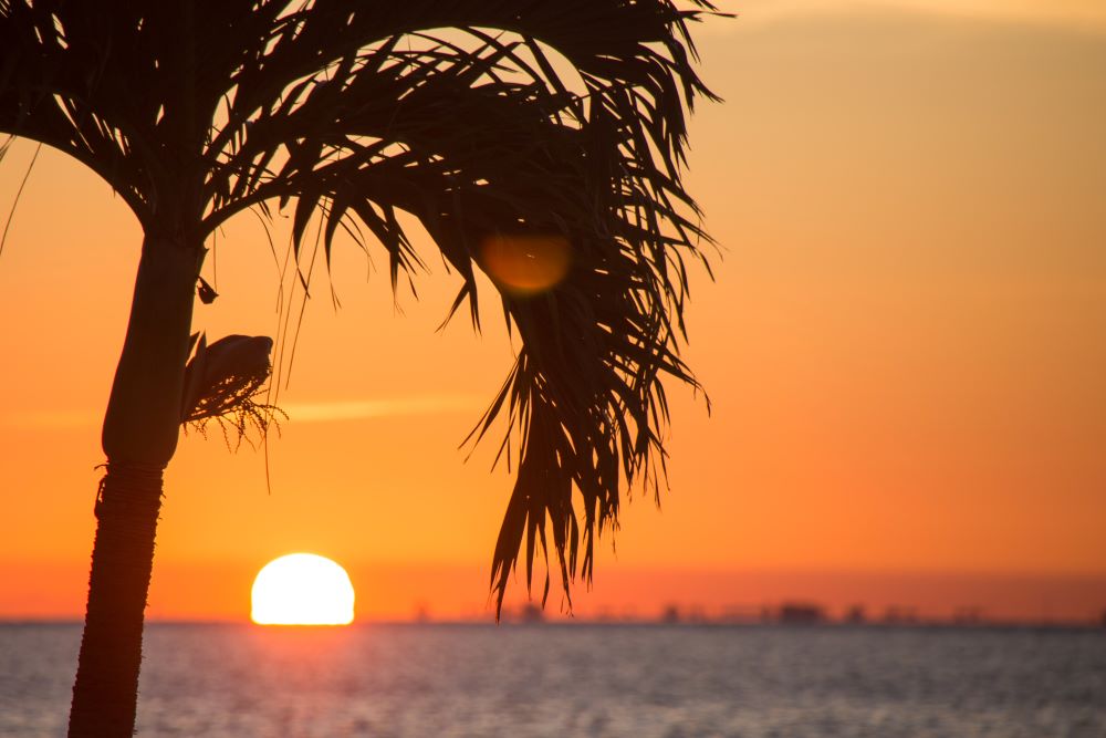 palm tree silhouette against orange sunset