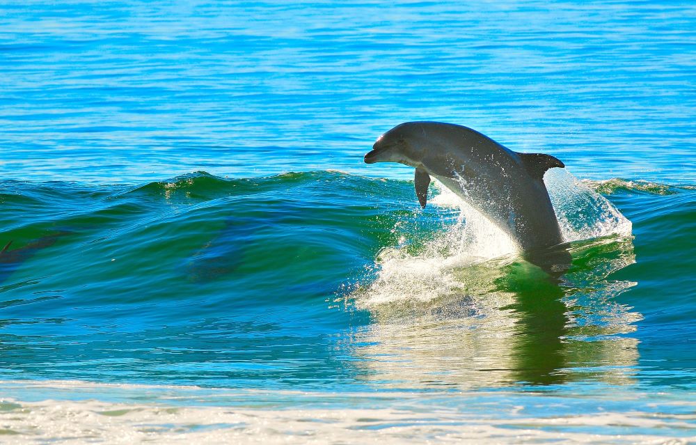 dolphin jumping over a wave