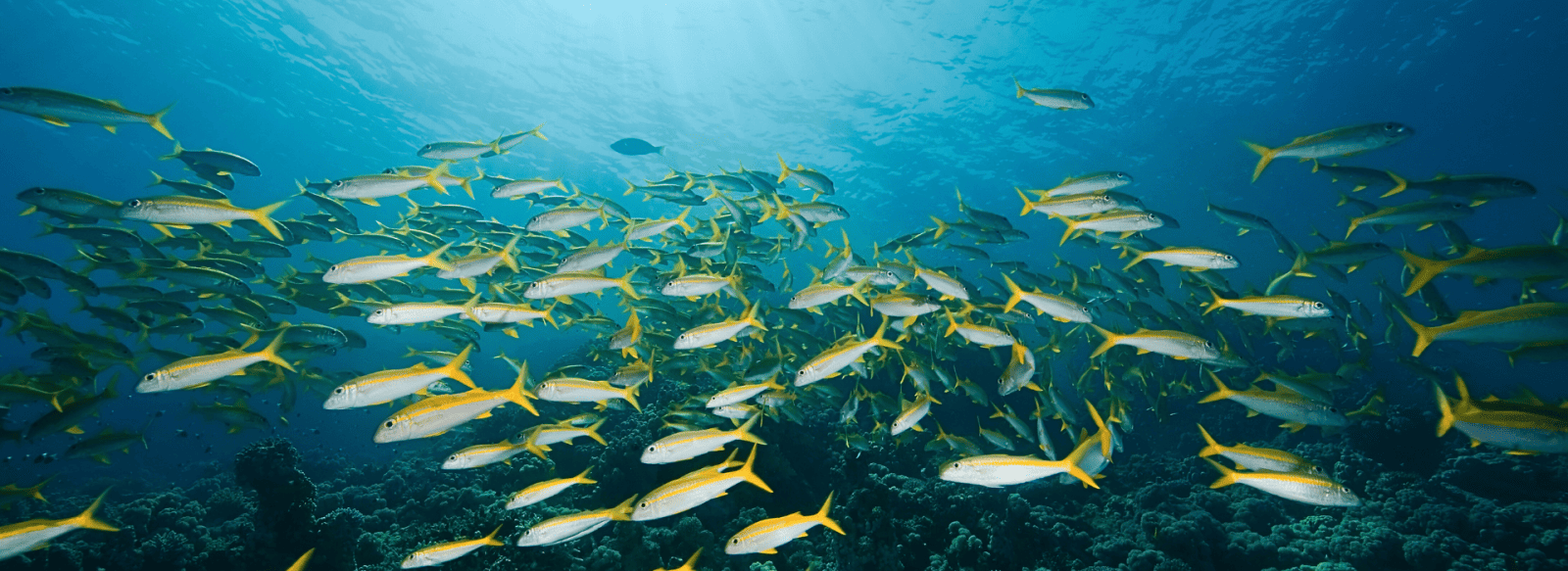 school of yellow tail swimming in Florida