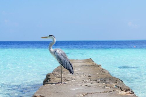heron perched on a concrete fixture