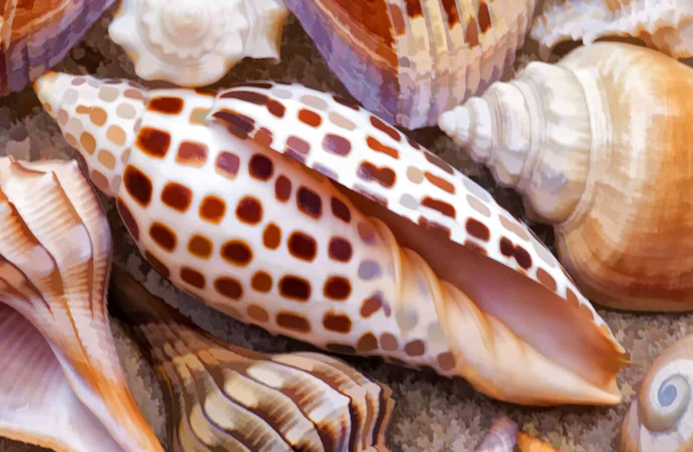 A rare Junonia shell