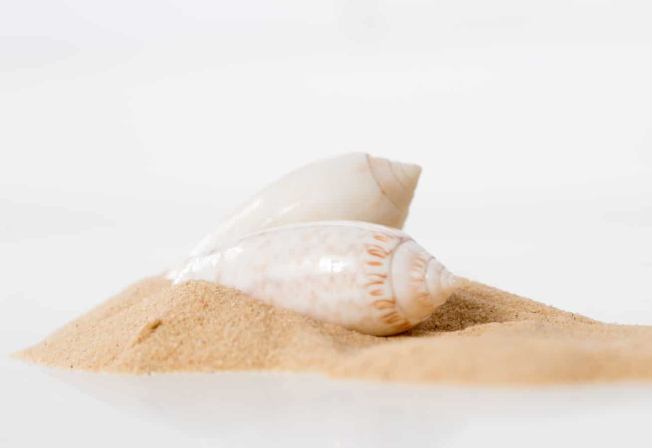 pair of light colored shells