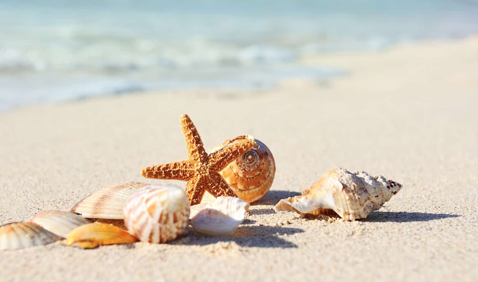 group of shells along the shore
