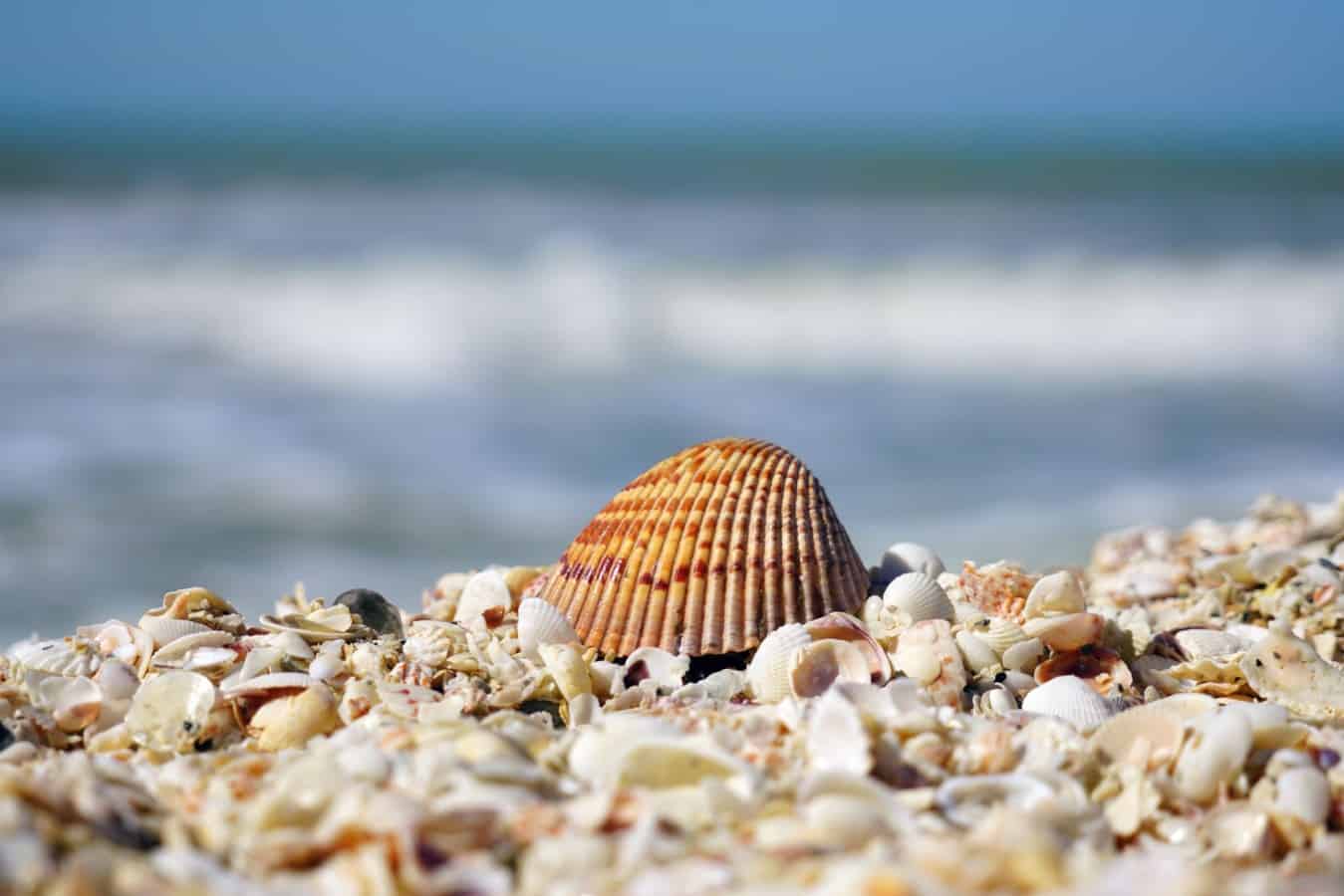 single cockle shell on the shore
